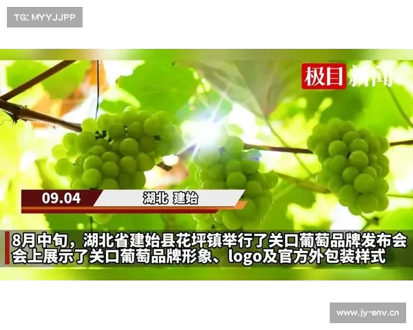 小小莓果串起乡村致富梦 特色产业助力村民增收致富 小小莓果串起乡村致富梦 特色产业助力村民增收致富